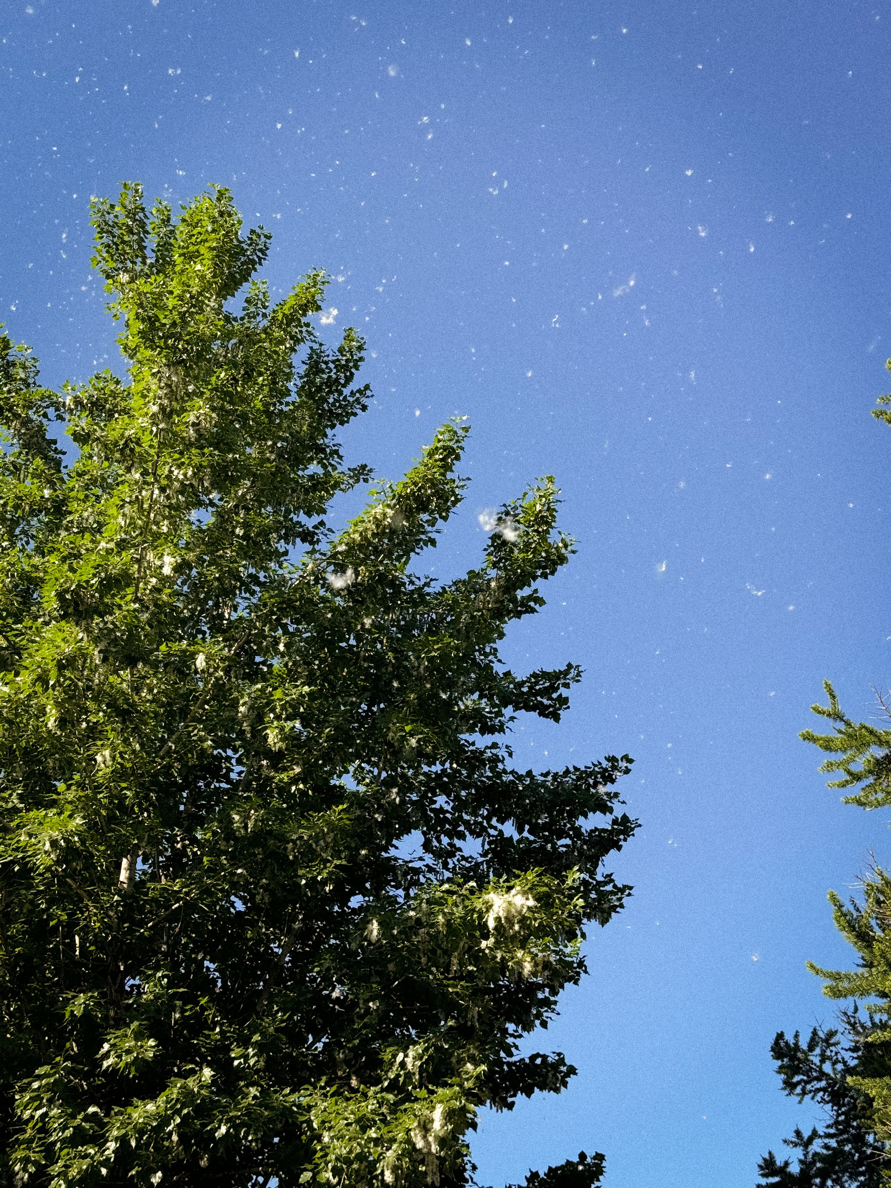 Allergie aux pollens